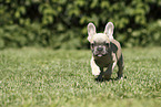French Bulldog Puppy