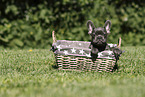 French Bulldog Puppy