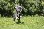 French Bulldog Puppy
