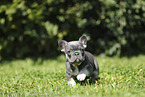 French Bulldog Puppy