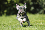 French Bulldog Puppy