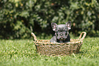 French Bulldog Puppy