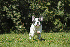 French Bulldog Puppy