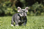 French Bulldog Puppy