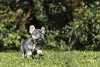 French Bulldog Puppy