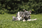 French Bulldog Puppies