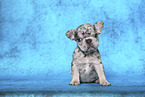 French Bulldog Puppy