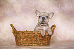 French Bulldog Puppy