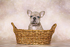 French Bulldog Puppy