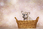 French Bulldog Puppy
