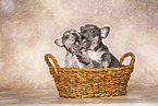 French Bulldog Puppies