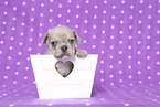 French Bulldog Puppy