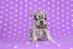 French Bulldog Puppy