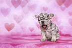 French Bulldog Puppy