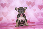 French Bulldog Puppy