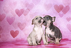 French Bulldog Puppies