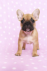 French Bulldog Puppy