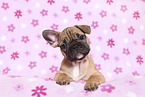 French Bulldog Puppy