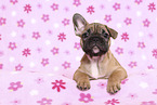 French Bulldog Puppy