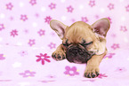 French Bulldog Puppy