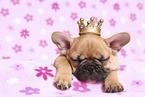 French Bulldog Puppy