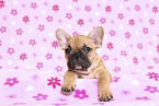French Bulldog Puppy