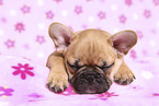 French Bulldog Puppy