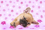French Bulldog Puppy