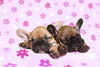 French Bulldog Puppys
