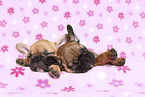 French Bulldog Puppys
