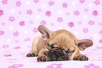 French Bulldog Puppy