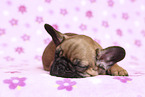 French Bulldog Puppy