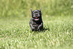 French Bulldog Puppy