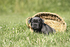 French Bulldog Puppy