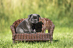 French Bulldog Puppy