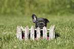 French Bulldog Puppy