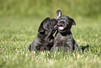 French Bulldog Puppies