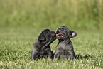 French Bulldog Puppies