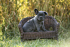 French Bulldog Puppy