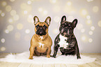 French Bulldogs