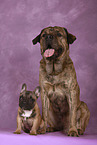 2 dogs