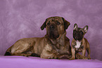 2 dogs