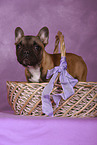 French Bulldog Puppy