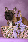 French Bulldog Puppy