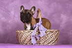 French Bulldog Puppy