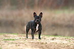 French Bulldog