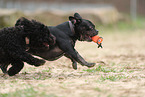 2 dogs