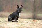 French Bulldog