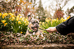 French Bulldog