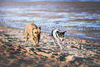 2 dogs